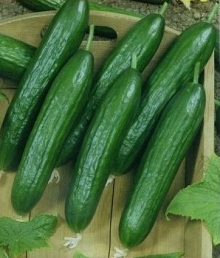 Огурец Бэби Мини F1 - ООО «Семена Тут»