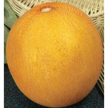 Дыня Колхозница 749/753 (инкруст. семена) - ООО «Семена Тут»