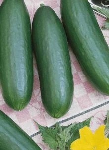 img-1: Огурец Фауст F1 - ООО «Семена Тут»