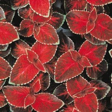 Колеус Визард Вельвет Ред [70 шт] - ООО «Семена Тут»