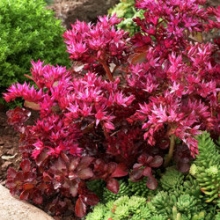 Седум ложный Вуду [1000 драже] - ООО «Семена Тут»