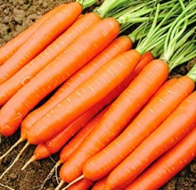 img-1: Морковь Навал F1 (фракция: 1,6-1,8 мм) - ООО «Семена Тут»