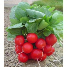 Редис Эскала F1 - ООО «Семена Тут»
