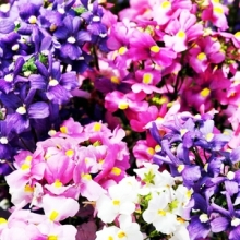 Немезия Поэтри Микс [1000 драже] - ООО «Семена Тут»