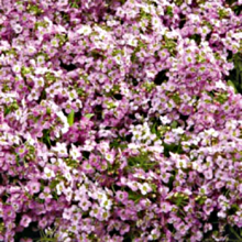 Алиссум Вондерленд Пинк [1000 м/драже] - ООО «Семена Тут»