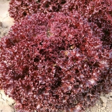 Салат Раста - ООО «Семена Тут»