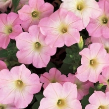 Петуния грандифлора Дримс Эппелблоссом [100 драже] - ООО «Семена Тут»