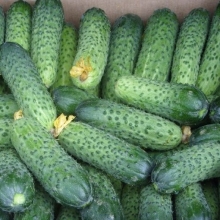 Огурец Меренга F1 - ООО «Семена Тут»