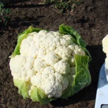 Капуста цветная Севилла F1 - ООО «Семена Тут»