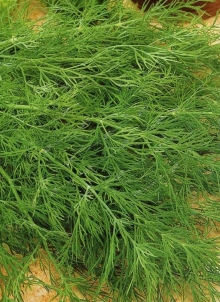 img-1: Укроп Геркулес - ООО «Семена Тут»