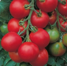 Томат Толстой F1 - ООО «Семена Тут»