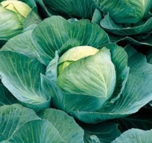 img-1: Капуста белокочанная Коля F1 - ООО «Семена Тут»