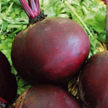Свекла Эфиопка (инкруст. семена) - ООО «Семена Тут»