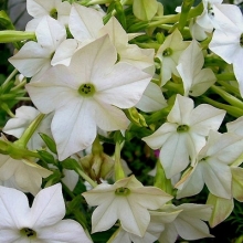 Табак Сандер Авалон Вайт [1150 драже] - ООО «Семена Тут»