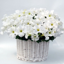 Петуния грандифлора Капри Вайт [1000 драже] - ООО «Семена Тут»