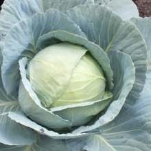 Капуста белокочанная Тош - ООО «Семена Тут»
