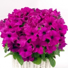 Петуния грандифлора Капри Лилак [100 драже] - ООО «Семена Тут»