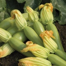Кабачок Эзра F1 - ООО «Семена Тут»