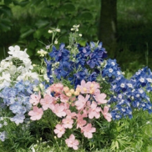 Дельфиниум Саммер Колорс [250 шт] - ООО «Семена Тут»