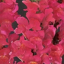 Львиный зев Монако (группа 2,3) Роуз [1000 шт] - ООО «Семена Тут»