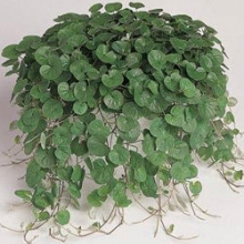 Дихондра Эмеральд фолс [1000 м/драже] - ООО «Семена Тут»