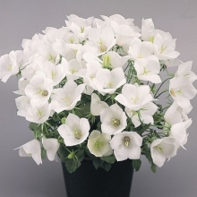 Колокольчик карпатский Клипс Вайт [1200 драже] - ООО «Семена Тут»