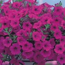 Петуния ампельная Опера Парпл [100 драже] - ООО «Семена Тут»