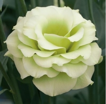 Эустома Крома 3 Грин [1000 драже] - ООО «Семена Тут»