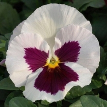 Виола крупноцветковая Матрикс Вайт Блотч [250 шт] - ООО «Семена Тут»