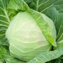 Капуста белокочанная Княгиня F1 - ООО «Семена Тут»