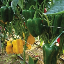 Перец Требия - ООО «Семена Тут»