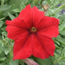 Петуния грандифлора Призм Ред [1000 драже] - ООО «Семена Тут»