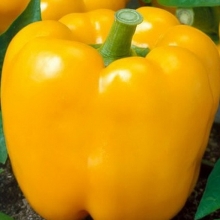 Перец Турбин F1 - ООО «Семена Тут»