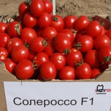 Томат Солероссо F1 - ООО «Семена Тут»