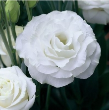 Эустома Крома 3 Силки Вайт [100 драже] - ООО «Семена Тут»