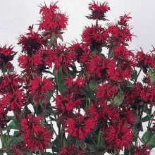 Монарда двойчатая Панорама Ред [1000 шт] - ООО «Семена Тут»