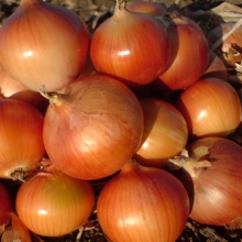 Лук репчатый Классика - ООО «Семена Тут»