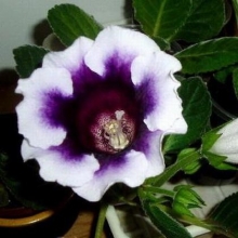 Глоксиния Аванти F1 Блю виз Вайт эдж [1000 драже] - ООО «Семена Тут»