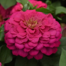 Цинния Зести Пинк [100 драже] - ООО «Семена Тут»