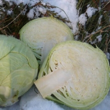 Капуста белокочанная Каяк F1 - ООО «Семена Тут»