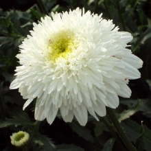 Нивяник махровый - ООО «Семена Тут»