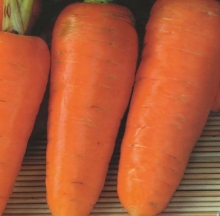 Морковь Шарлотта - ООО «Семена Тут»