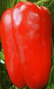 img-1: Перец Бирюза - ООО «Семена Тут»