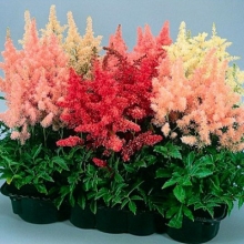 Астильба Арендса Шоустар [1200 драже] - ООО «Семена Тут»