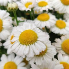 Нивяник Арктик Сноу [1000 шт] - ООО «Семена Тут»