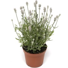 Лаванда Вайт Сцент Компакт [1000 шт] - ООО «Семена Тут»