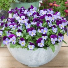 img-1: Виола рогатая Флорал Пауэр F1 Лилак Пурпл Винг [1000 шт] - ООО «Семена Тут»