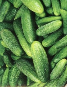 img-1: Огурец Парижский корнишон - ООО «Семена Тут»
