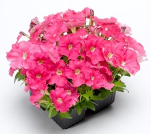 img-1: Петуния миллифлора Пикобелла Пинк [1000 драже] - ООО «Семена Тут»