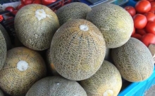 img-1: Дыня Славия (инкруст. семена) - ООО «Семена Тут»